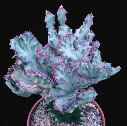 Euphorbia lactea cristata 