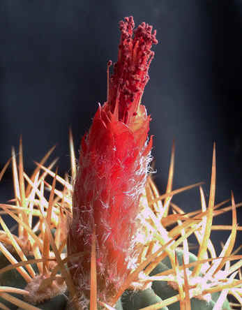 Denmoza rhodacantha in flower