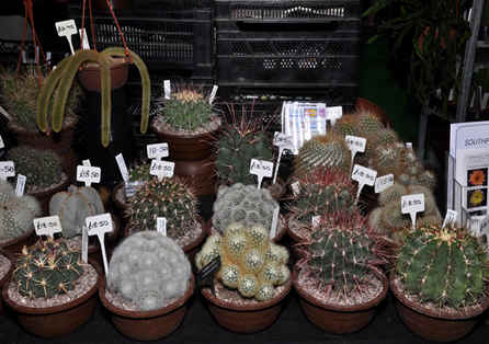 Specimen cactus plants from Southfields