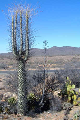 Idria columnaris in habitat