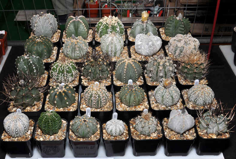 Display of Astrophytum at the BCSS National 2012