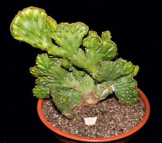 Euphorbia caducifolia cristate