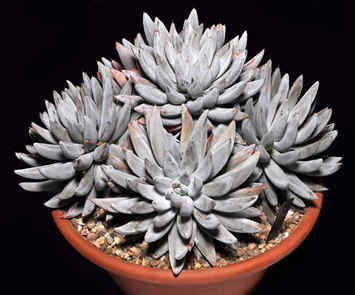 Echeveria tolimanensis