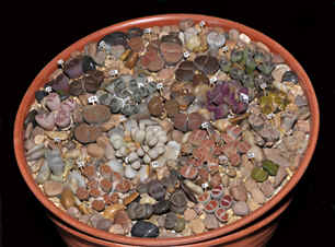 container display of Lithops. 