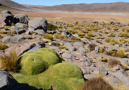 Atacama vegetable sheep, Azorella compacta