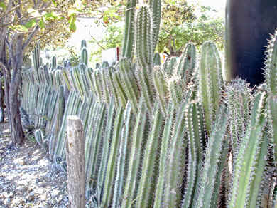 fence made of cacti in Bonaire