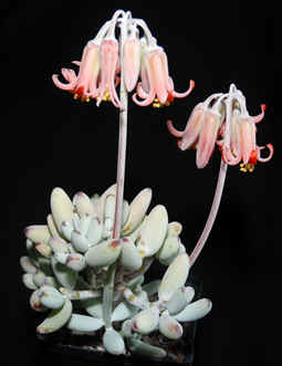Cotyledon orbiculata 'oophylla'