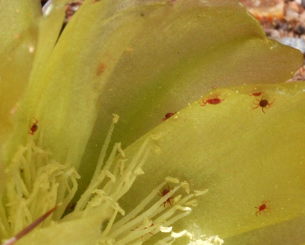 Maihueniopsis molfinoi flower with mites