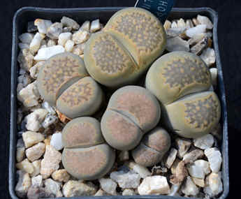 One Lithops with diffent patterend leaves