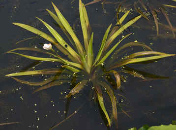 Stratiotes aloides (Water Soldier)