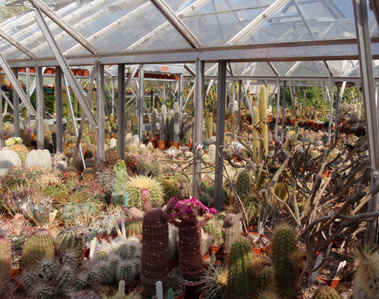A general view of Paul Hoxey's cactus collection