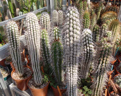 Eulychnias in Paul Hoxey's cactus collection
