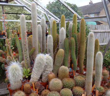 Espostoas in Paul Hoxey's cactus collection