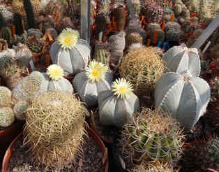 Astrophytum in Paul Hoxey's cactus collection