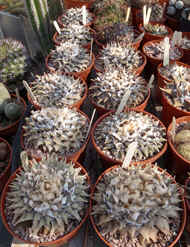 Copiapoa in Paul Hoxey's cactus collection