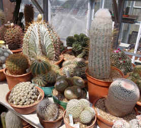 Some of David Latham's cacti