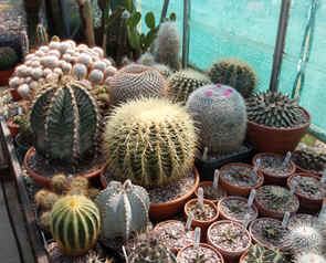 Cacti in Trevor Jeep's collection