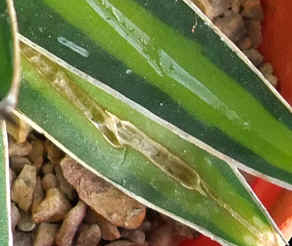 split leaf on an Agave