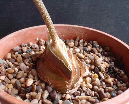The bulb and peduncle of Haemanthus