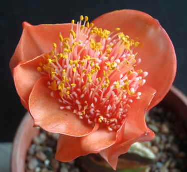 Flower of Haemanthus coccineus