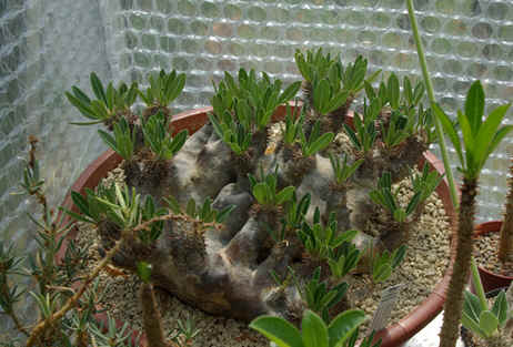 Pachypodium horembense
