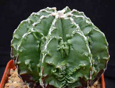 Astrophytum myriostigma nudum 'Fukurya'