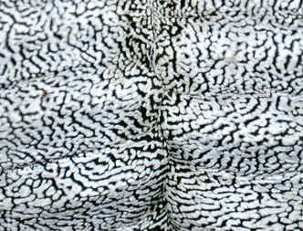 Astrophytum myriostigma 'Onsuka' detail