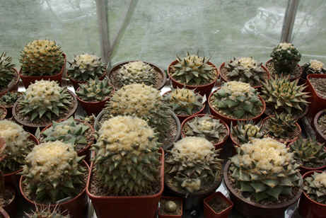 A collection of fine Ariocarpus