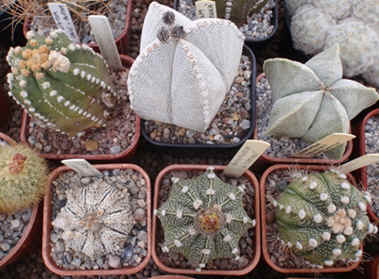 Smaller Astrophytums