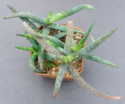 Aloe jacksonii