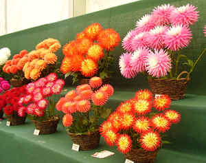 The Dahlia Show at Wisley