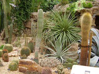Cacti and succulents in the Conservatory at Wisley