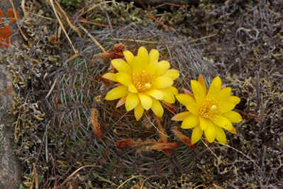 Matucana aurieflora var. densispina