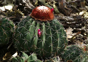 Melocactus bellavistensis (peruvianus)
