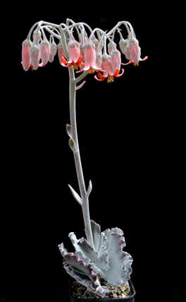 Cotyledon 'Pink Ruffles' in flower