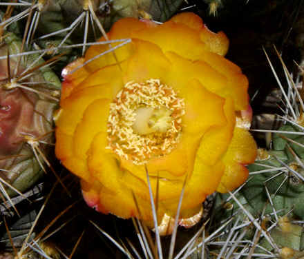 Cumulopuntia sphaerica flower