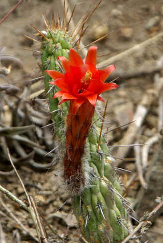 Cleistocactus sulcifer in flower 
