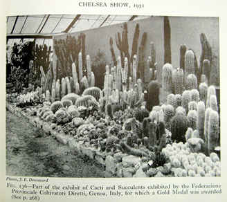 A display of cacti and succulents in 1951