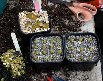 pricking out Lithops seedlings
