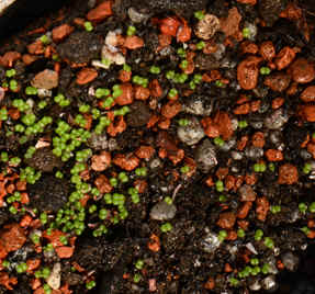 new seedling Dudleya pachyphytum