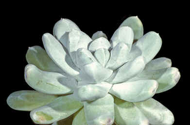 Dudleya pachyphytum