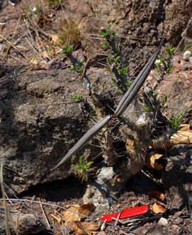 Pachypodium saundersii in habitat at the Blyde River Canyon