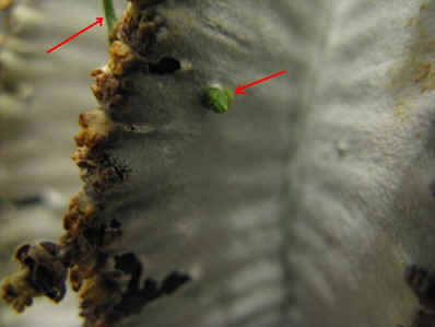 growth of Viscum minimum on Euphorbia