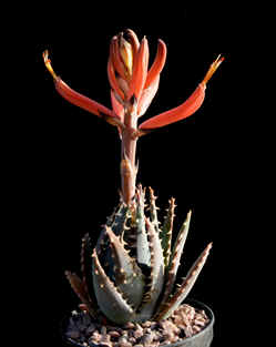 Aloe longistyla in flower