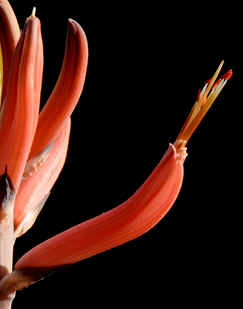 detail of Aloe longistyla in flower