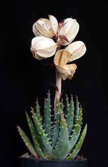 Aloe longistyla with seed pods