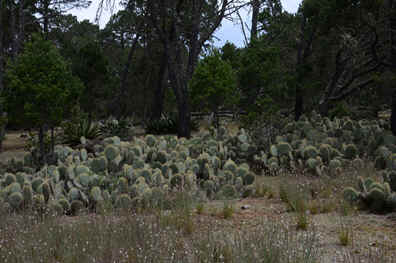 Cactus habitat with Opuntia robusta