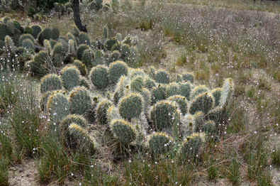 Cactus habitat with Opuntia robusta