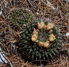 Mammillaria heyderi var. gummifera