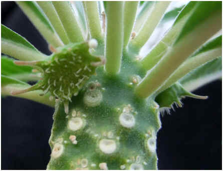click for a better view of Dorstenia lavrani female flowers